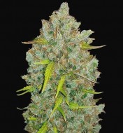 Original Auto Bubblegum