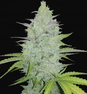 Original Auto Cheese