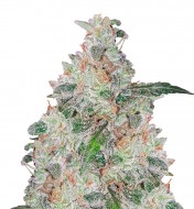 White Widow Original Auto 