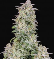 Forbidden Runtz Auto