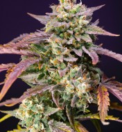 Purple Punch OG XL Auto