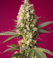 Skywalker OG Runtz XL Auto