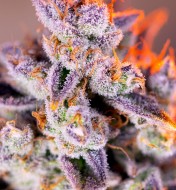 Tropicanna Poison XL Auto