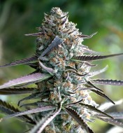 Runtz Fast Flowering