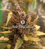 Auto Big Critical