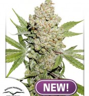 Auto Lemon Kix PROMO