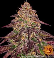 Mimosa x Orange Punch Auto