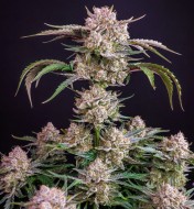 Strawberry Gorilla Auto