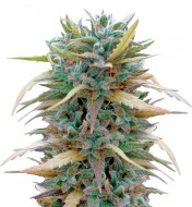 Strawberry Haze Auto