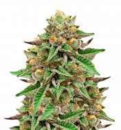 Zkittlez Gelato Auto