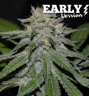 Critical Neville Haze Early Version