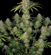 Amnesia Haze F1 Auto