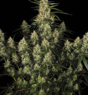 Amnesia Kush F1 Auto