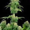Cookies Kush F1 Auto