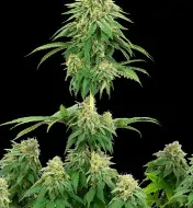 Cookies Kush F1 Auto