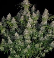 Gorilla Blue F1 Auto