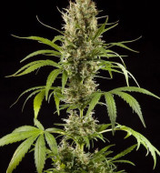 Strawberry Haze F1 Auto