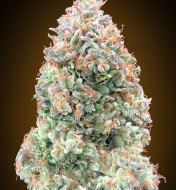 Auto Chocolate Skunk XXL