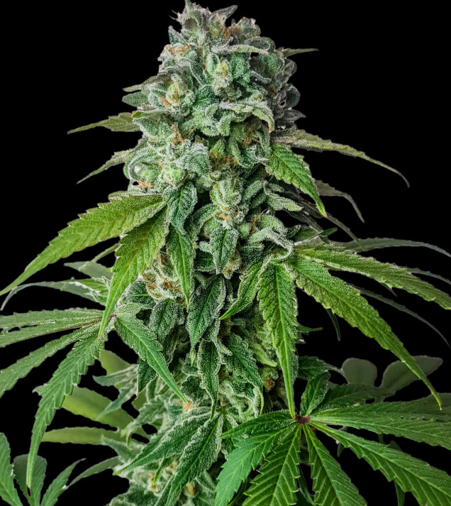 Cherry Pie