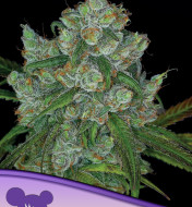 Bruce Banner 3