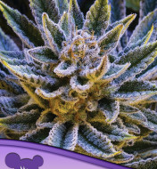 Pineapple Runtz Auto