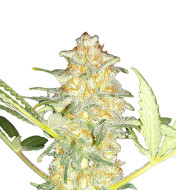 Amnesia Original Fast