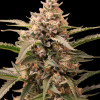 Mimosa Zkittlez Auto - Ganja Farmer Seeds