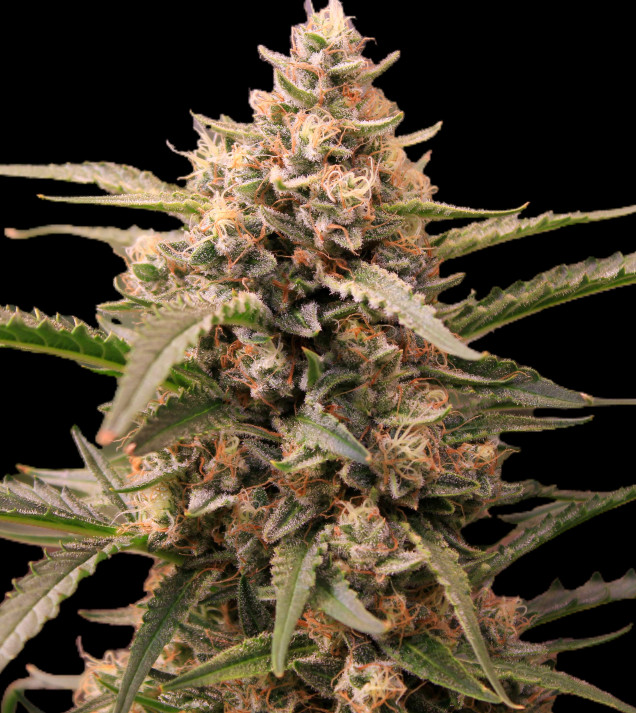 Mimosa Zkittlez Auto - Ganja Farmer Seeds