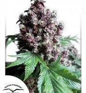 Frisian Duck Uitverkoop