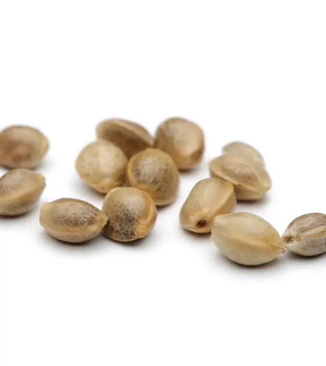 Apricot Gorilla Auto - Ganja Farmer Seeds