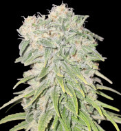 Blueberry Muffins CBD