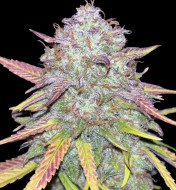 Strawberry Zkittlez Auto