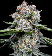 Miracle Alien Cookies (MAC)