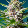 Purple Punch OG UITVERKOOP