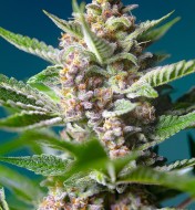 Purple Punch OG UITVERKOOP