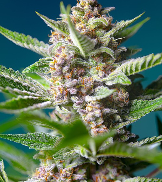 Purple Punch OG UITVERKOOP