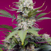 Sweet Mandarine Zkittlez XL Auto UITVERKOOP