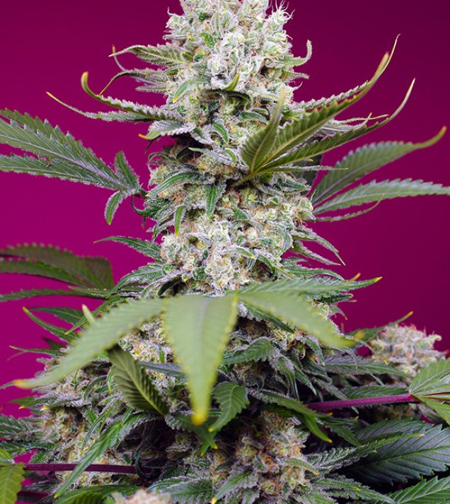 Sweet Mandarine Zkittlez XL Auto UITVERKOOP