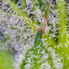 Sweet Mandarine Zkittlez XL Auto UITVERKOOP
