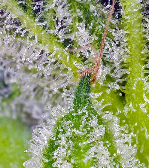 Sweet Mandarine Zkittlez XL Auto UITVERKOOP