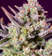 Sweet Zenzation XL Auto UITVERKOOP