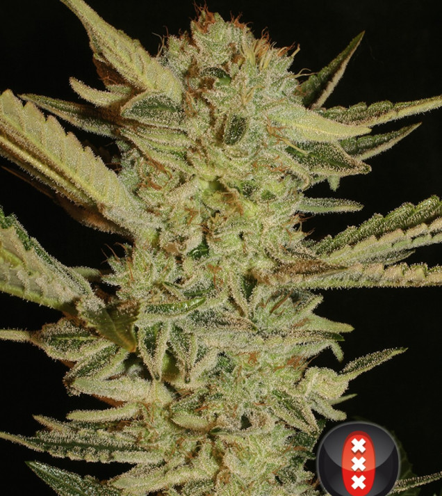 Bubble Gum UITVERKOOP