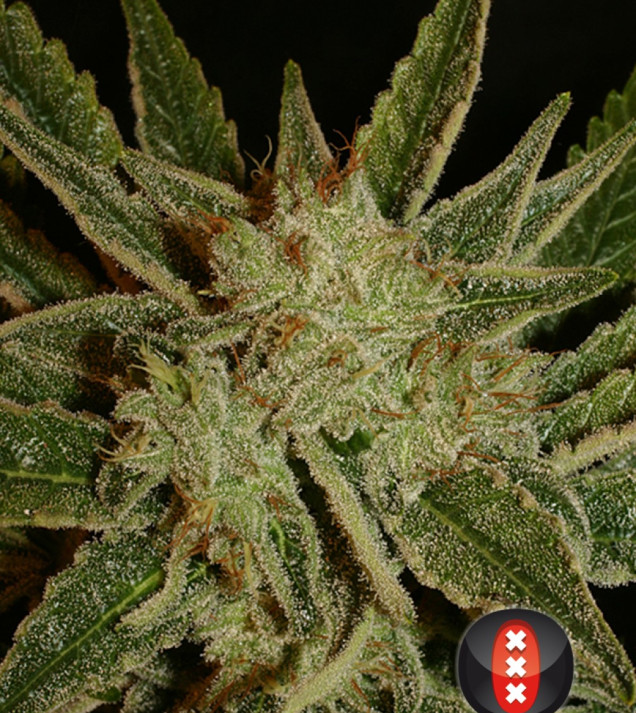 Bubble Gum UITVERKOOP