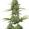 BCN Critical XXL Auto UITVERKOOP