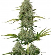 BCN Critical XXL Auto UITVERKOOP