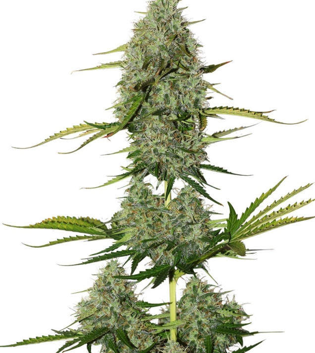 BCN Critical XXL Auto UITVERKOOP