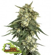 BCN Critical XXL Fast UITVERKOOP