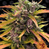 Gorilla G. Auto UITVERKOOP