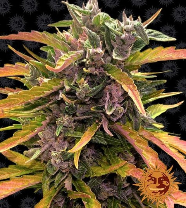 Gorilla G. Auto UITVERKOOP