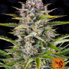 Gorilla Zkittlez Auto UITVERKOOP